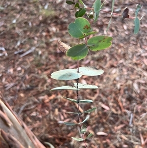 Eucalyptus rubida subsp. rubida at Higgins, ACT - 22 Mar 2023