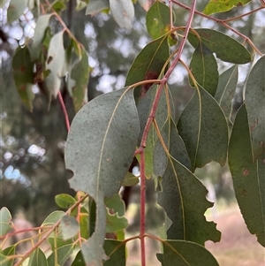 Eucalyptus rubida subsp. rubida at Higgins, ACT - 22 Mar 2023