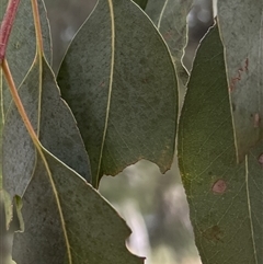 Eucalyptus rubida subsp. rubida at Higgins, ACT - 22 Mar 2023