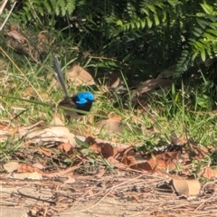 Malurus lamberti (Variegated Fairywren) at Jervis Bay, JBT - 13 Sep 2024 by immyw