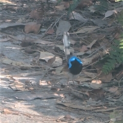 Malurus lamberti at Jervis Bay, JBT - 14 Sep 2024