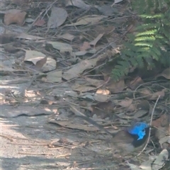 Malurus lamberti at Jervis Bay, JBT - 14 Sep 2024