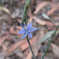 Cyanicula caerulea at Huskisson, NSW - 9 Sep 2024 by immyw