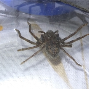 Isopedella pessleri at Belconnen, ACT - 22 Sep 2024