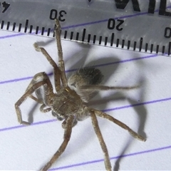 Isopedella pessleri at Belconnen, ACT - 22 Sep 2024