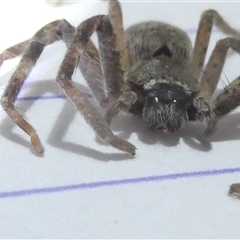 Isopedella pessleri at Belconnen, ACT - 22 Sep 2024