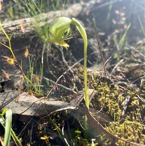 Pterostylis nutans at Burrinjuck, NSW - suppressed