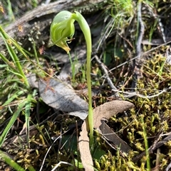 Pterostylis nutans at Burrinjuck, NSW - 22 Sep 2024