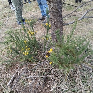 Ulex europaeus at Watson, ACT - 22 Sep 2024 09:50 AM