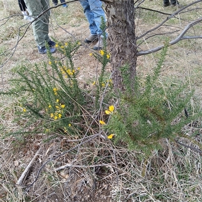 Ulex europaeus (Gorse) at Watson, ACT - 22 Sep 2024 by MPW