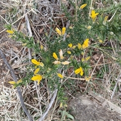 Ulex europaeus at Watson, ACT - 22 Sep 2024 09:50 AM