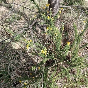 Ulex europaeus at Watson, ACT - 22 Sep 2024 09:50 AM