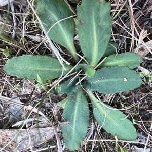 Solenogyne dominii at Higgins, ACT - 22 Sep 2024