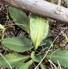 Solenogyne dominii at Higgins, ACT - 22 Sep 2024