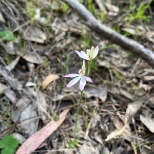 Caladenia carnea at Burrinjuck, NSW - suppressed