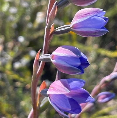 Thelymitra ixioides (Dotted Sun Orchid) at Porters Creek, NSW - 21 Sep 2024 by Clarel