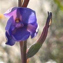 Thelymitra ixioides at Porters Creek, NSW - suppressed
