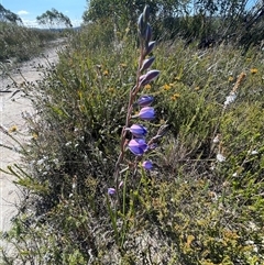 Thelymitra ixioides at Porters Creek, NSW - 21 Sep 2024