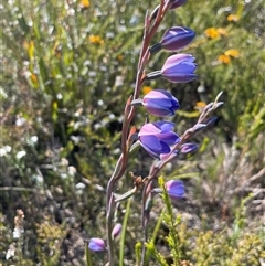Thelymitra ixioides at Porters Creek, NSW - suppressed