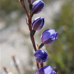 Thelymitra ixioides at Porters Creek, NSW - suppressed