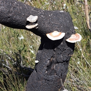 Trametes coccinea at Porters Creek, NSW - 21 Sep 2024