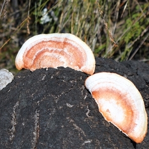 Trametes coccinea at Porters Creek, NSW - 21 Sep 2024