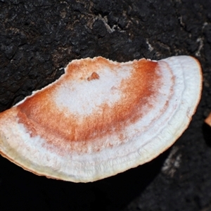 Trametes coccinea at Porters Creek, NSW - 21 Sep 2024