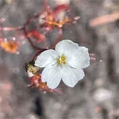 Drosera peltata (Shield Sundew) at Porters Creek, NSW - 21 Sep 2024 by Clarel