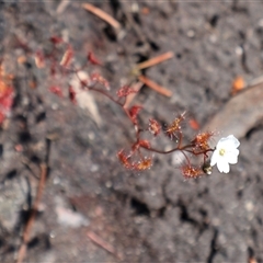 Drosera peltata at Porters Creek, NSW - 21 Sep 2024