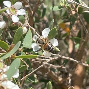 Apis mellifera at Huskisson, NSW - 21 Sep 2024