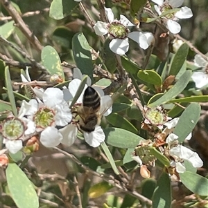 Apis mellifera at Huskisson, NSW - 21 Sep 2024