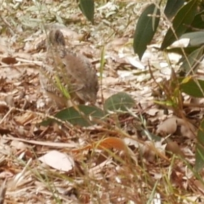 Turnix varius (Painted Buttonquail) at Freshwater Creek, VIC - 7 Mar 2021 by WendyEM