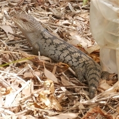 Tiliqua nigrolutea at Freshwater Creek, VIC - 7 Mar 2021 02:27 PM