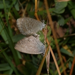 Zizina otis (Common Grass-Blue) at Freshwater Creek, VIC - 8 Mar 2021 by WendyEM