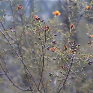 Dillwynia phylicoides at Aranda, ACT - 22 Sep 2024