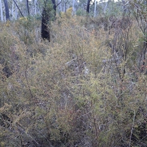 Dillwynia phylicoides at Aranda, ACT - 22 Sep 2024