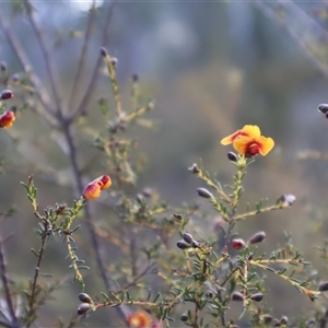 Dillwynia phylicoides at Aranda, ACT - 22 Sep 2024