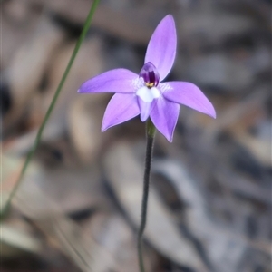 Glossodia major at Aranda, ACT - 22 Sep 2024