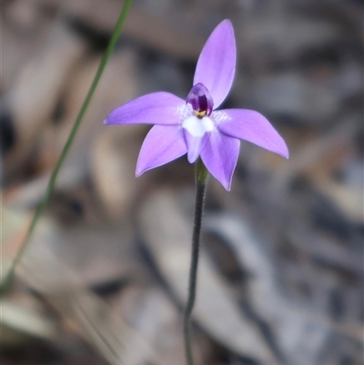 Glossodia major (Wax Lip Orchid) at Aranda, ACT - 22 Sep 2024 by Clarel