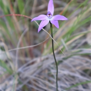 Glossodia major at Aranda, ACT - 22 Sep 2024