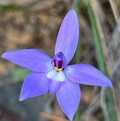 Glossodia major at Aranda, ACT - 22 Sep 2024