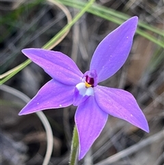 Glossodia major at Aranda, ACT - 22 Sep 2024