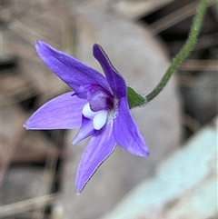 Glossodia major at Aranda, ACT - 22 Sep 2024