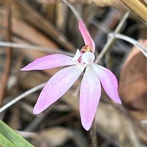 Caladenia fuscata at Aranda, ACT - suppressed