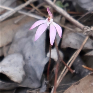 Caladenia fuscata at Aranda, ACT - suppressed