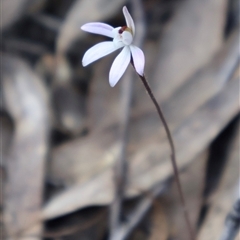 Caladenia fuscata at Aranda, ACT - suppressed