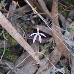 Caladenia fuscata at Aranda, ACT - suppressed