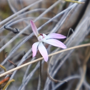 Caladenia fuscata at Aranda, ACT - suppressed