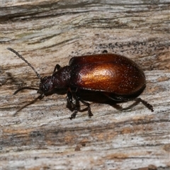 Ecnolagria sp. (genus) at Freshwater Creek, VIC - 8 Mar 2021 by WendyEM