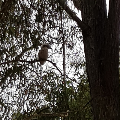 Dacelo novaeguineae (Laughing Kookaburra) at Higgins, ACT - 22 Jan 2023 by Untidy